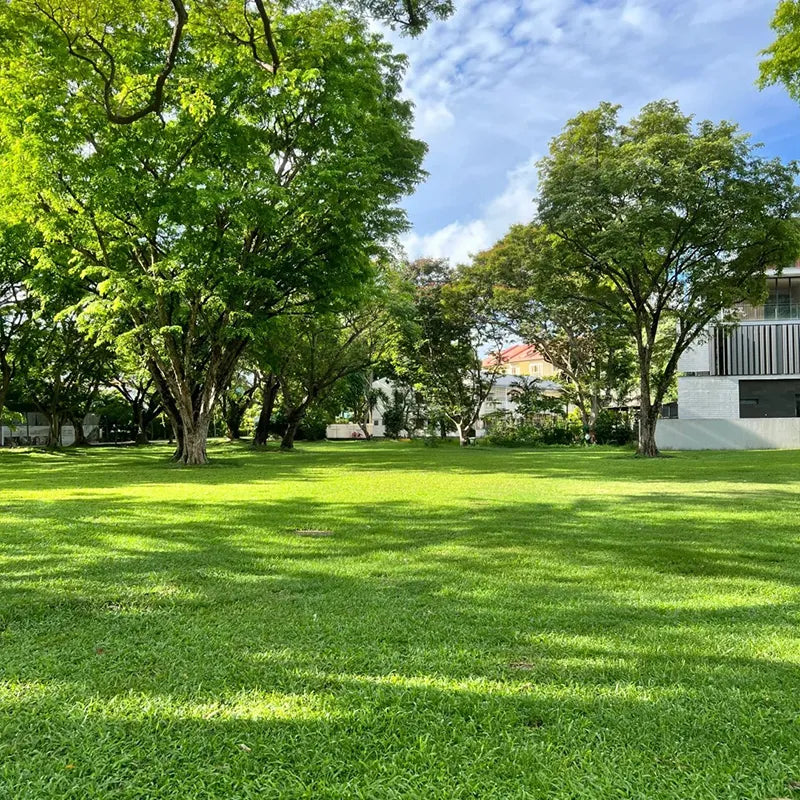 Four Seasons Evergreen Grass Seeds for Beautiful Grass – BUY 1 GET 1 FREE